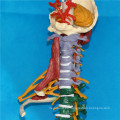 Etiquetado modelo de esqueleto de columna blanda humana para la enseñanza médica (R020706)